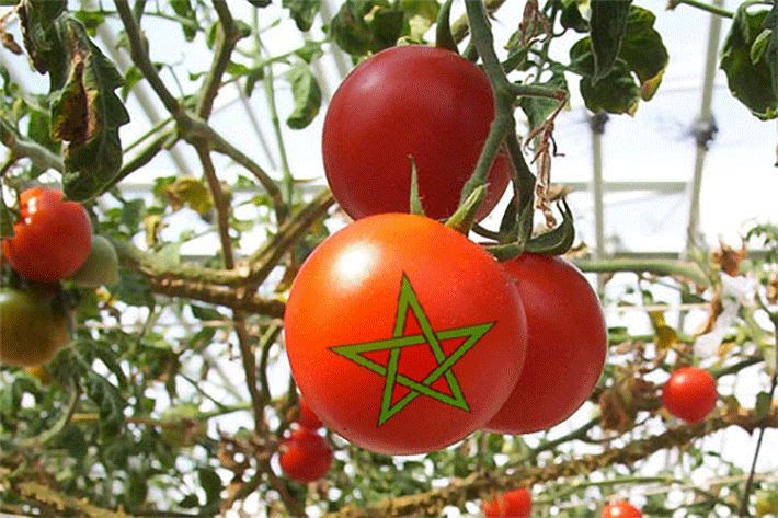 
Крупнейшая испанская с/х компания перенесет производство томатов в Марокко