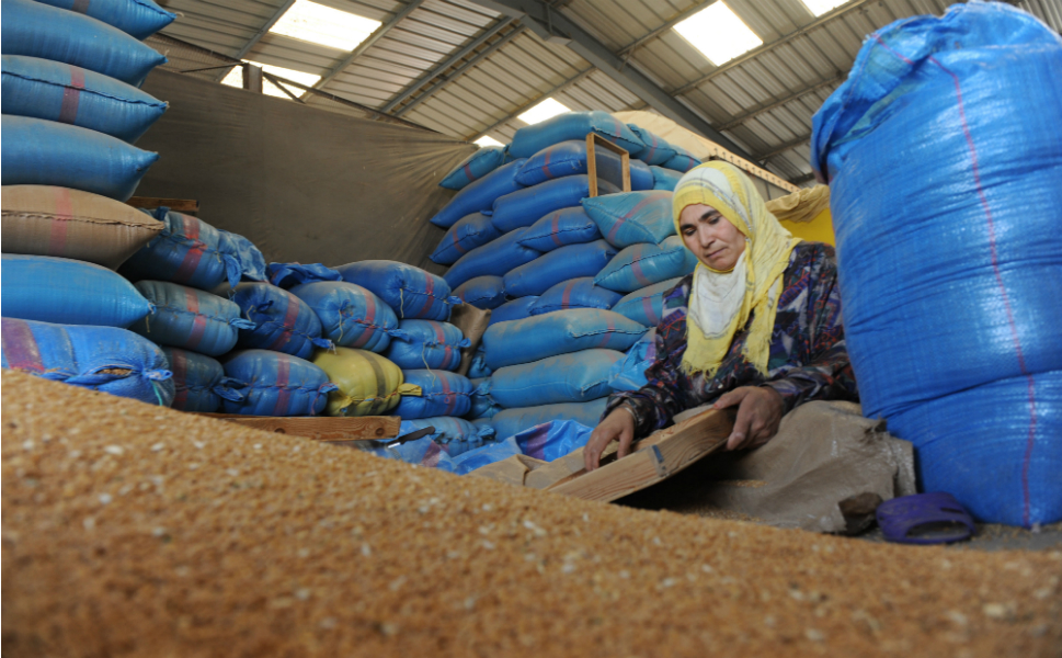 
Валовой сбор зерна в Марокко упал ниже среднего уровня