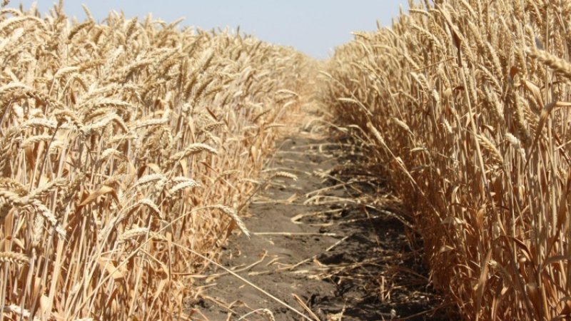 
РФ создаст в Сирии крупнейший хаб по экспорту пшеницы на Ближнем Востоке