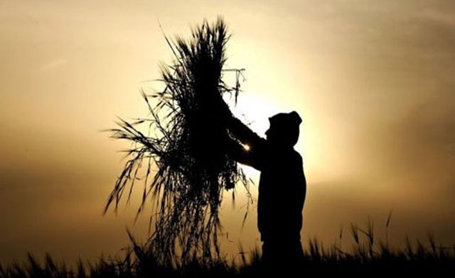 
Российская пшеница возвращается на рынок Ирака