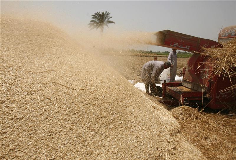 
Египет: в 2014 году объемы закупок пшеницы в госфонд сохранятся на прежнем уровне