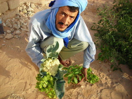 
Алжир: Урожай зерна может вырасти на 15%