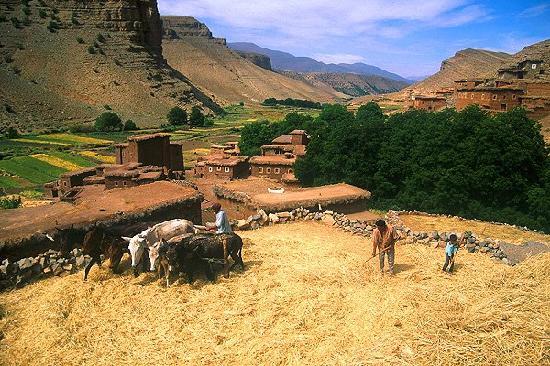 
Урожай пшеницы в Марокко в т.г. практически на 2 млн. тонн ниже прошлогоднего