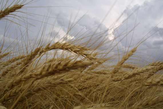 
Египет планирует в 2015 году сократить импорт пшеницы до 4-4,5 млн. тонн