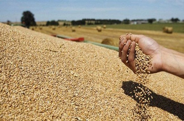 
Запасов пшеницы в Египте хватит до середины марта