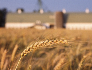 
С начала 2014/15 МГ Украина лидирует по поставкам зерна в Египет
