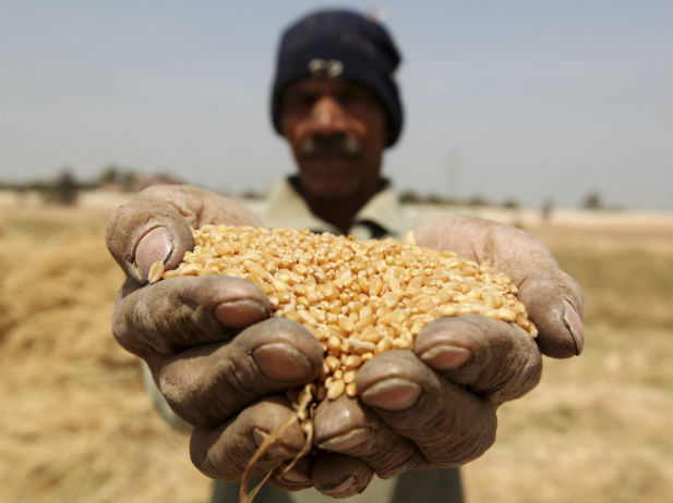 
Египет соберет 9 млн. т пшеницы