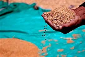 
Египет: меры правительства позволят в перспективе сократить импорт пшеницы на 30%