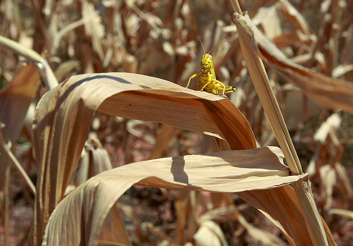 
Американские экспортеры кукурузы восстановили свои позиции в странах БВСА