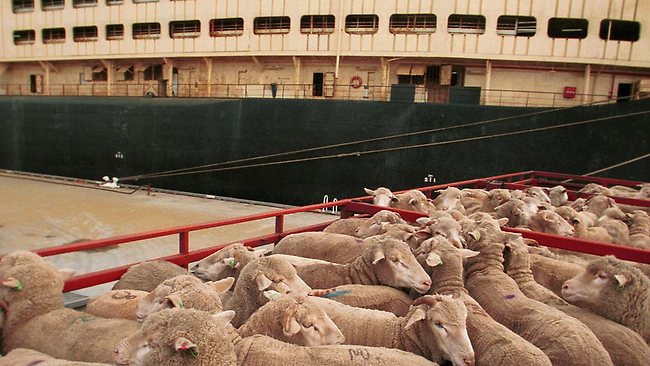 
Экспорт австралийской баранины в Саудовскую Аравию снизился