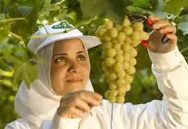 
Начало сезона поставок винограда из Египта