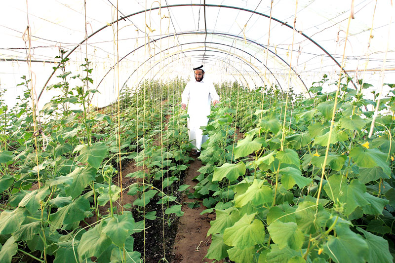 
25% всех инвестиций ОАЭ в мире - сельскохозяйственные