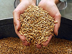 
Египет определил участников тендера на поставку пшеницы: лидирует Россия