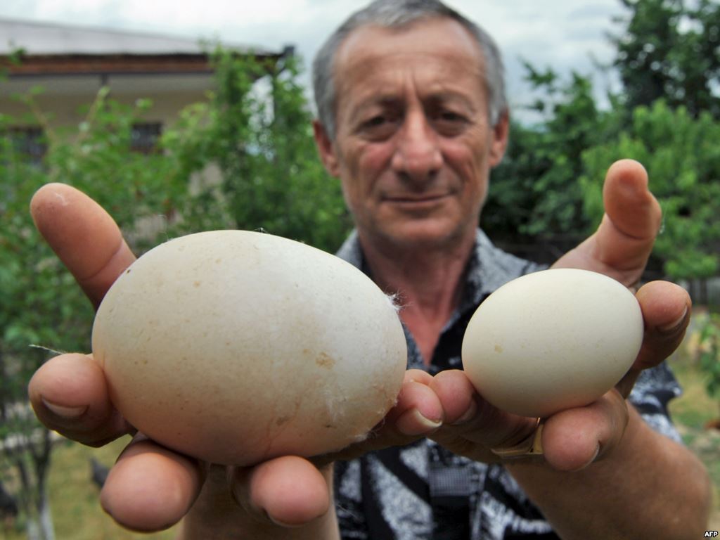
Грузия будет экспортировать яйца в Ирак