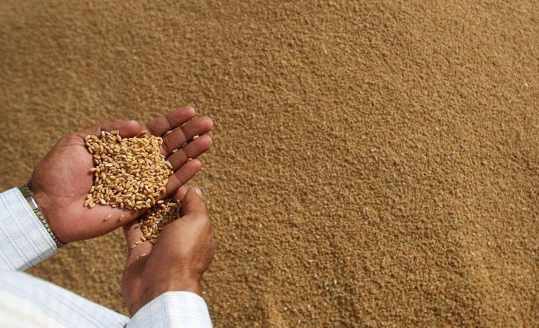 
Египет проведет тендер на импорт пшеницы