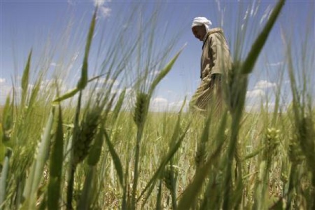 
Египет: прогноз производства пшеницы в 2014/15 МГ снижен