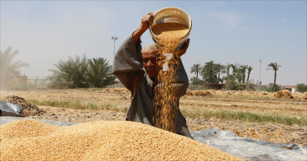 
За три года Египет планирует увеличить производство пшеницы до 10 млн. тонн