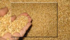 
Франция отправила в третьи страны самый большой месячный объем пшеницы с начала сезона
