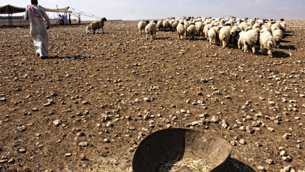 
Сирия: Скотоводство ощутило влияние вооруженного конфликта внутри страны