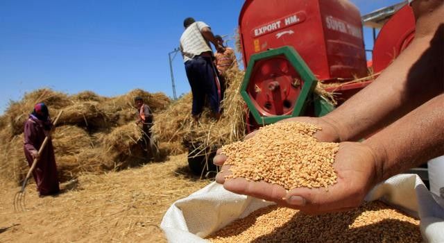 
Марокко может удвоить производство зерна