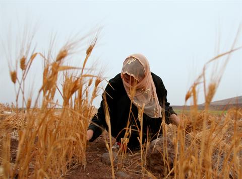 
Сирия: Производство пшеницы установит отрицательный рекорд