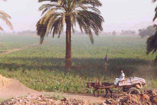 
Египет продолжит закупать пшеницу у фермеров