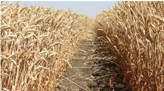 
Египет купит 180 тысяч тонн российской пшеницы