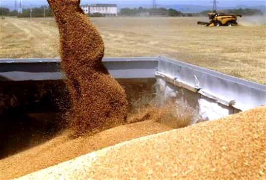 
Марокко: Доля Франции в импорте мягкой пшеницы выросла до 65%