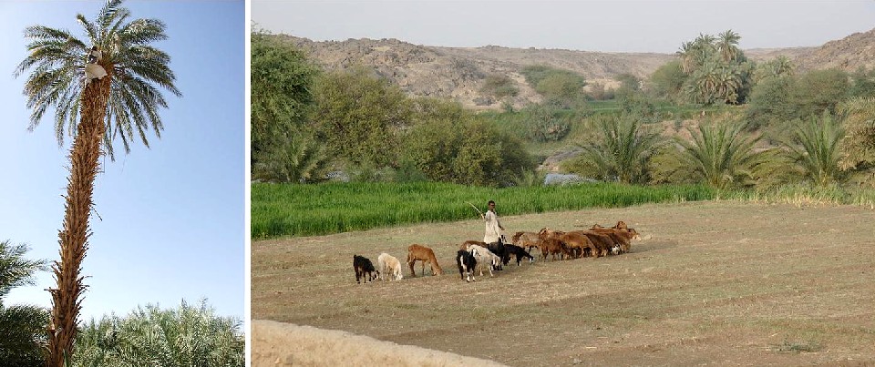 
Аравийская SALIC купит землю в Судане для выращивания кормовых культур