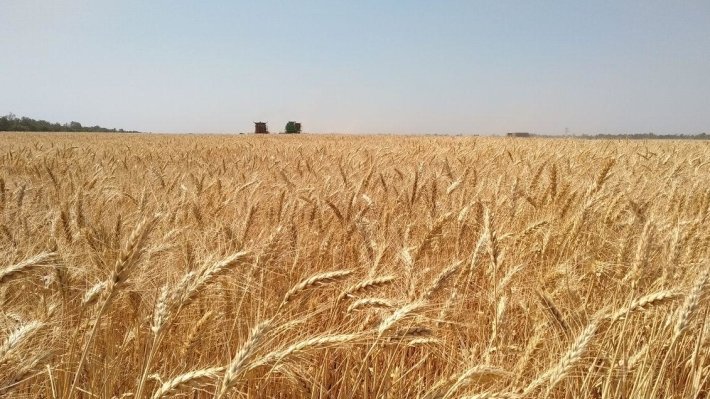 
Марокко отменит пошлину на импорт пшеницы из России