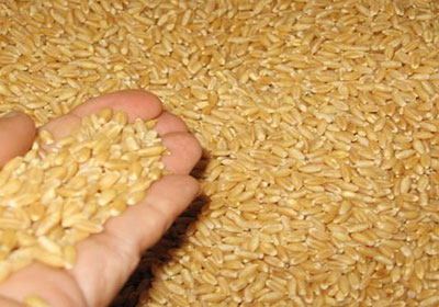 
В августе Египет получит 115 тыс. т. пшеницы из России и чуть больше - из Румынии