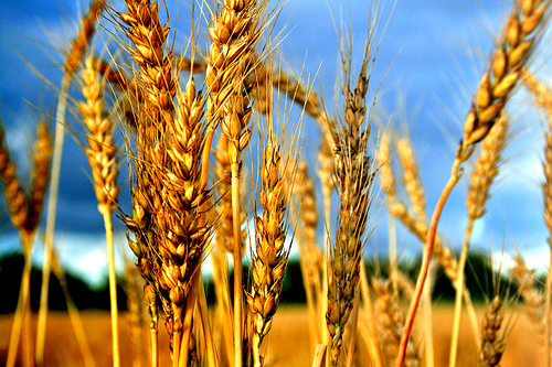 
Египет: В госфонд закуплено 1,2 млн. т пшеницы