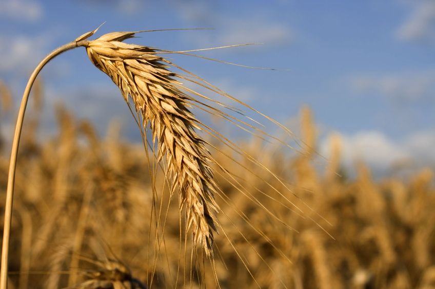 
Египет планирует повысить самообеспеченность пшеницей до 75%