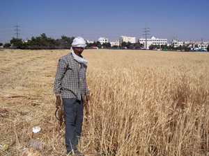
В сезоне 2014/2015 Иордания уменьшит импорт зерна