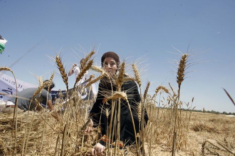 
Сирия вновь объявила тендер на продажу пшеницы в Ирак