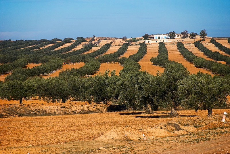 
Повышение температуры в Средиземноморье сделает выращивание оливок более прибыльным