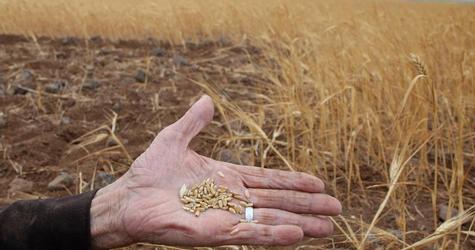 
Россельхознадзор РФ: Ливан не имеет претензий к качеству российской пшеницы