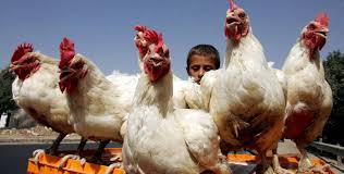 
Иордания увеличит экспорт мяса овец и птицы на рынки Персидского залива