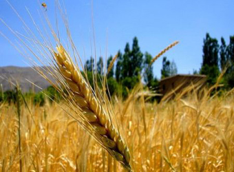 
Египет закупил на внутреннем рынке уже 1,6 млн. тонн пшеницы. Российская пока в ожидании...