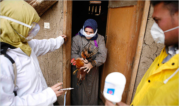 
Вспышка вируса птичьего гриппа H5N8 в Египте