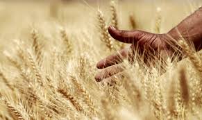 
Египет закупил на внутреннем рынке уже 2,75 млн. т пшеницы