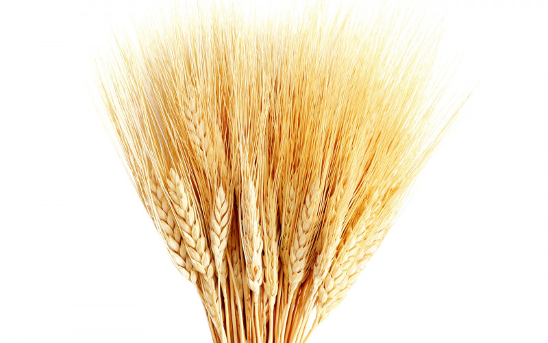 
Первую партию пшеницы из РФ для Саудовской Аравии отправят до конца года