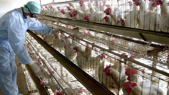 
В Южном Казахстане при помощи Саудовской Аравии построят птицефабрику
