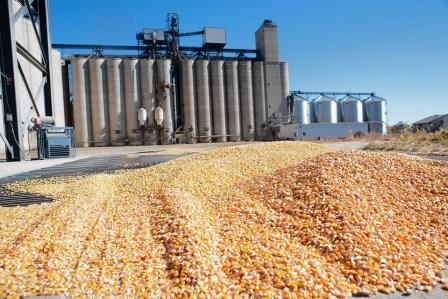 
Иордания наверстает импорт пшеницы в следующем сезоне
