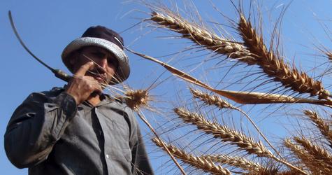 
Румыния будет экспортировать в Египет болгарскую пшеницу, как "свою"