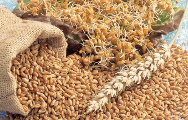 
Иордания объявила тендеры на закупку пшеницы и ячменя