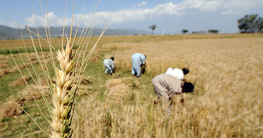 
Новая субсидия Египта на пшеницу может сократить будущие урожаи