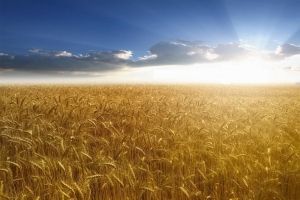 
Украина стала лидером поставок пшеницы в Марокко