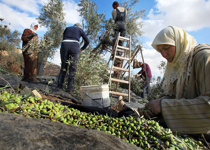 
В Тунисе урожай оливок сократится на 20%