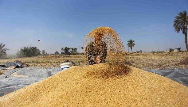 
Иордания немного увеличит импорт пшеницы